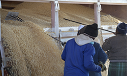 Grain Trading